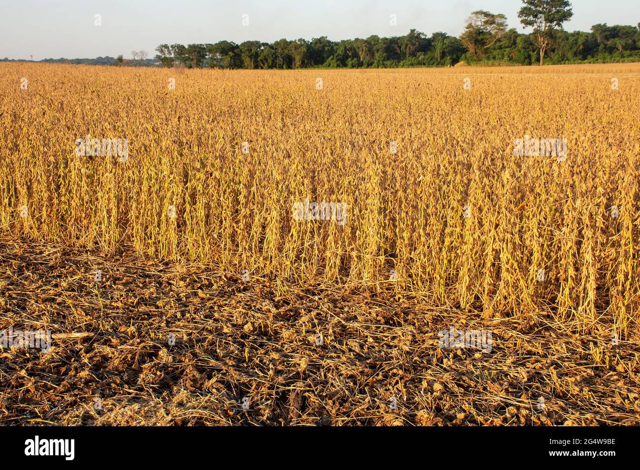Soybean harvesting mato grosso hi-res stock photography and images - Alamy