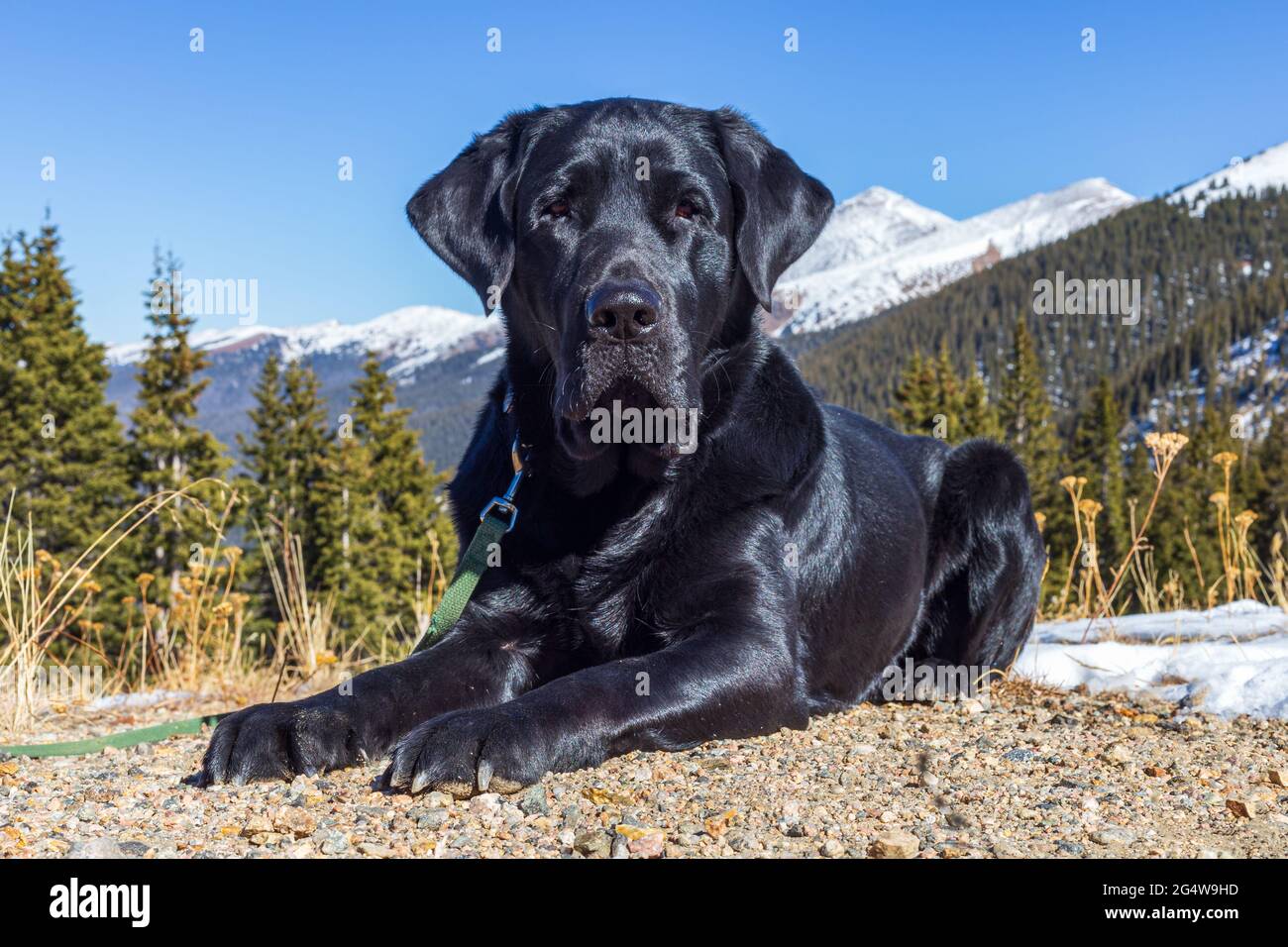 Calm, black labrador retriever dog lays on the dirt with the Arapaho national forest behind him and the snow-capped Rocky Mountains in the distance. Stock Photo