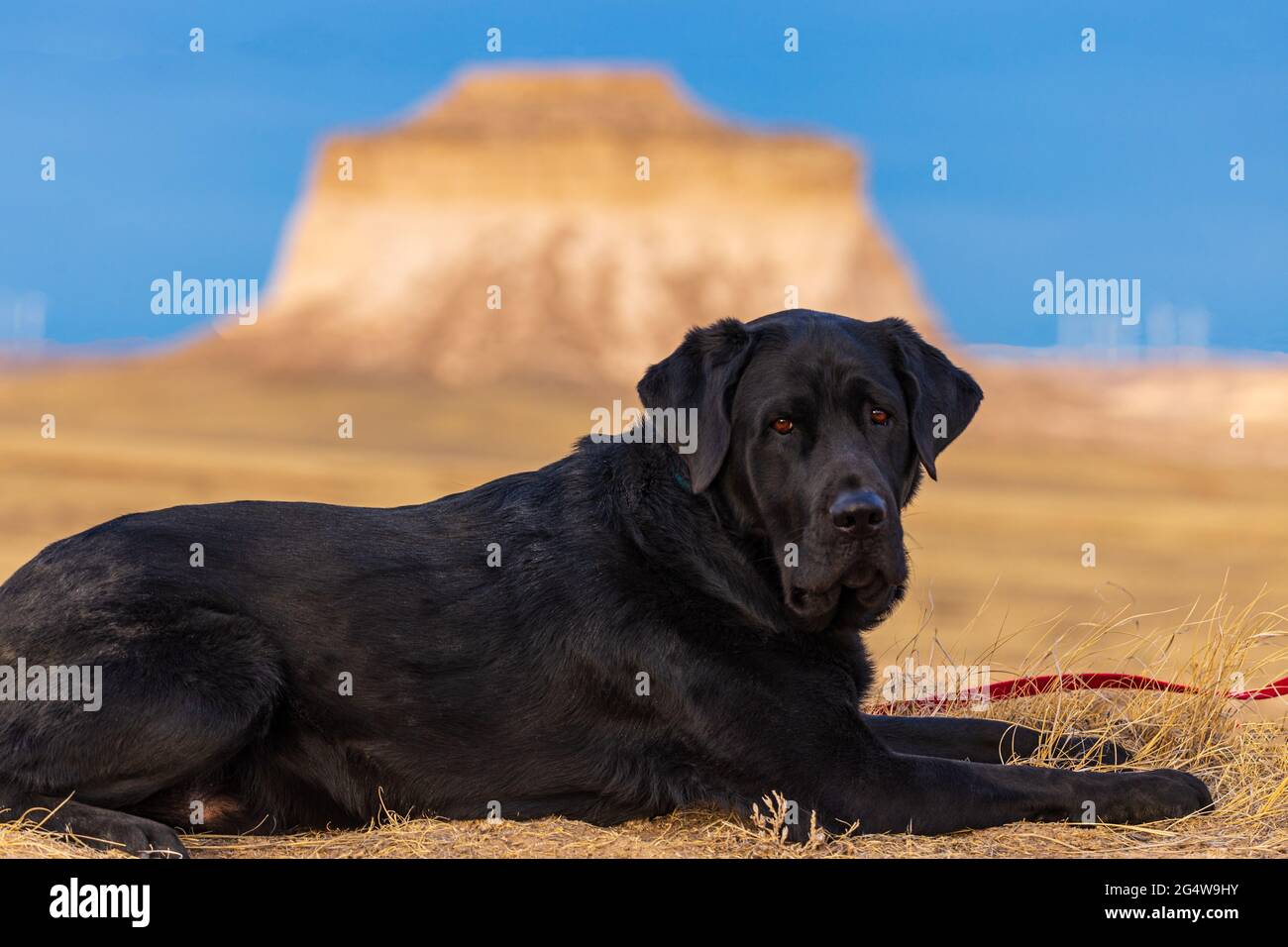 Black labrador retriever dog lays in the dirt at Pawnee National Grasslands with the Pawnee butte off in the distance and blue skies overhead. Stock Photo