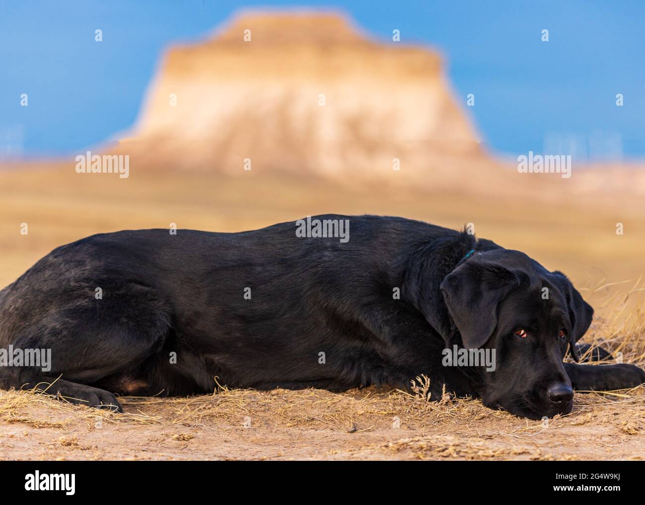 Black labrador retriever dog lays in the dirt at Pawnee National Grasslands with the Pawnee butte off in the distance and blue skies overhead. Stock Photo