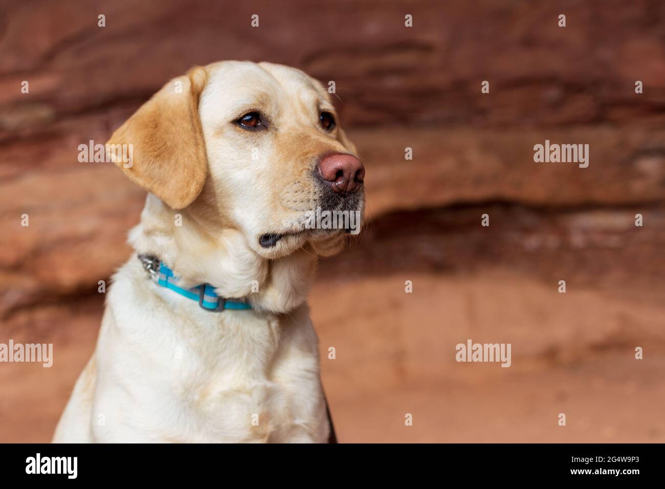 Yellow labrador retriever lays calmly in front of red rocks looking off into the distance Stock Photo