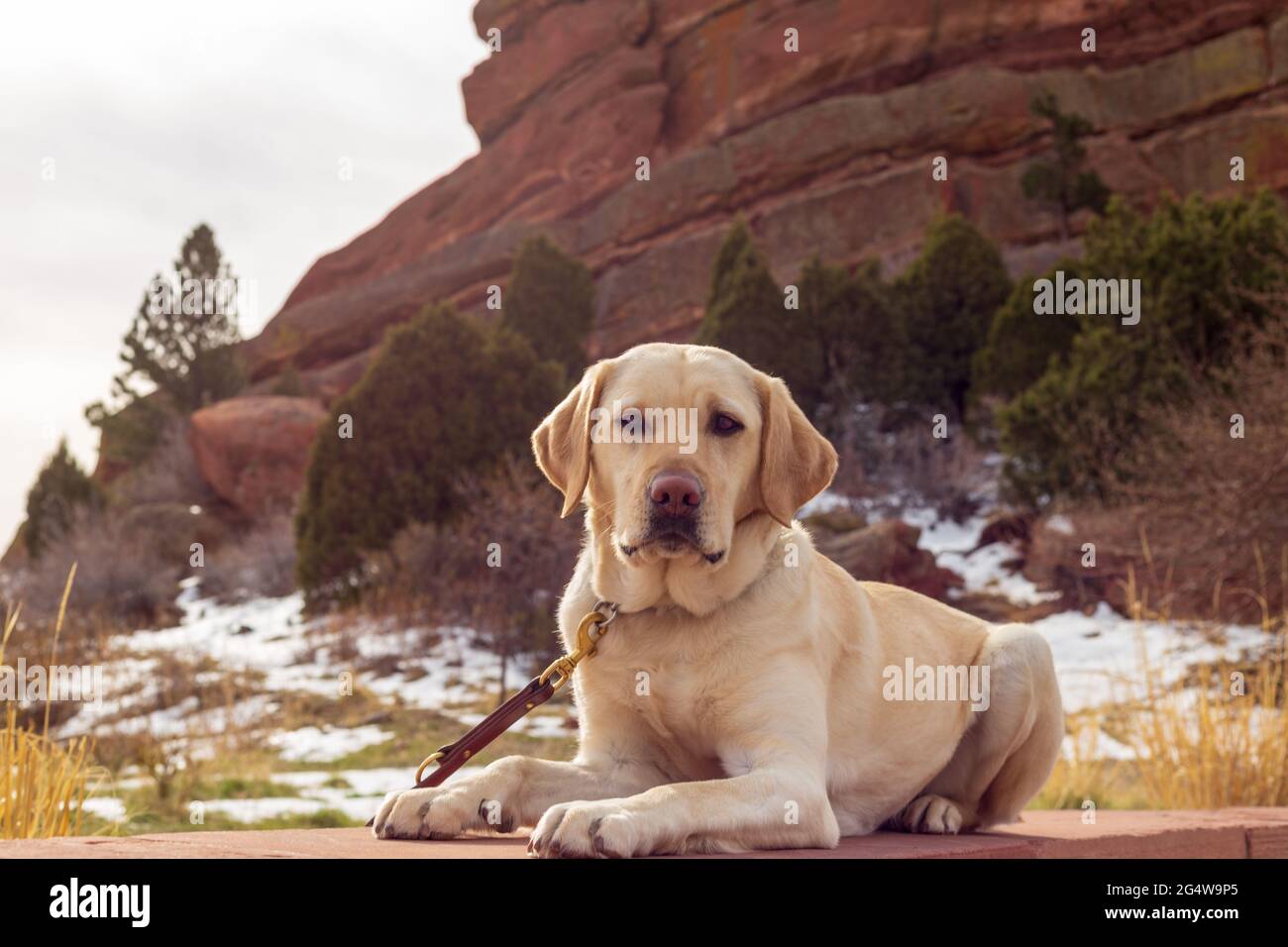 Yellow labrador retriever lays calmly in front of red rocks with snow seen in the background Stock Photo
