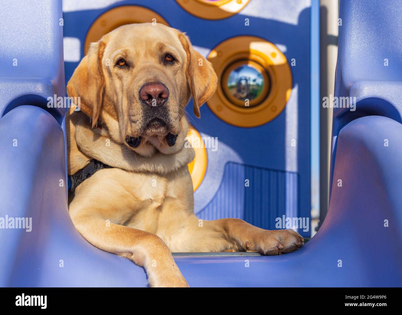 Yellow labrador retriever lays on colorful children's playground equipment Stock Photo