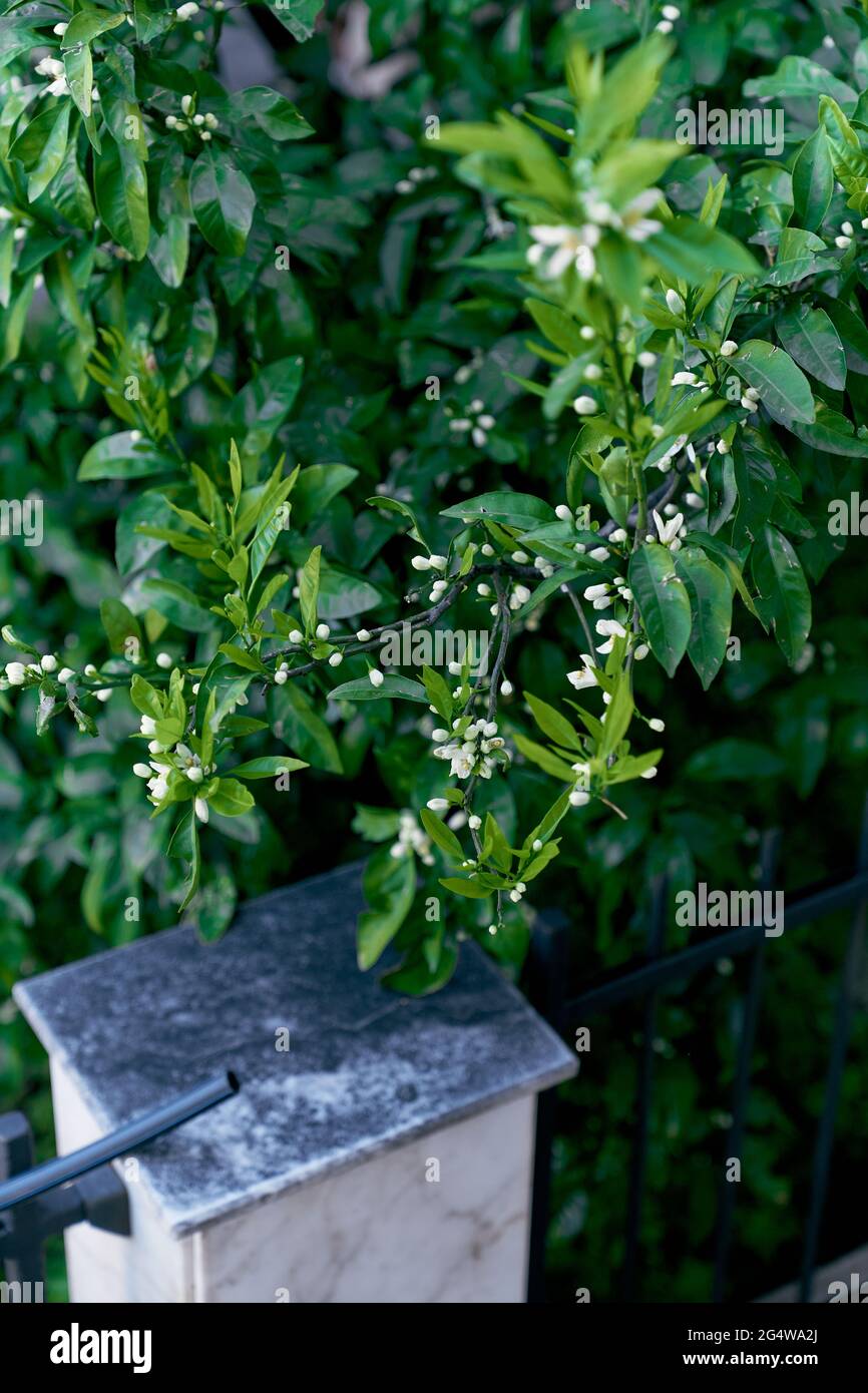 Tangerine branches hires stock photography and images Alamy
