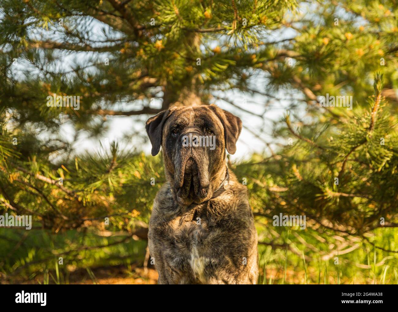 Brindle mastiff sits in the middle of a forest of trees Stock Photo