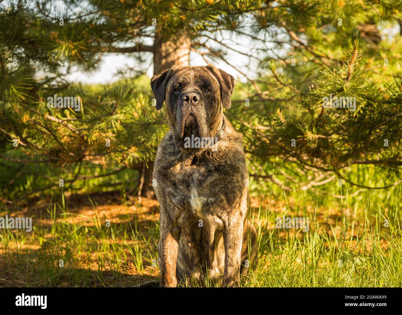 Brindle mastiff sits in the middle of a forest of trees Stock Photo