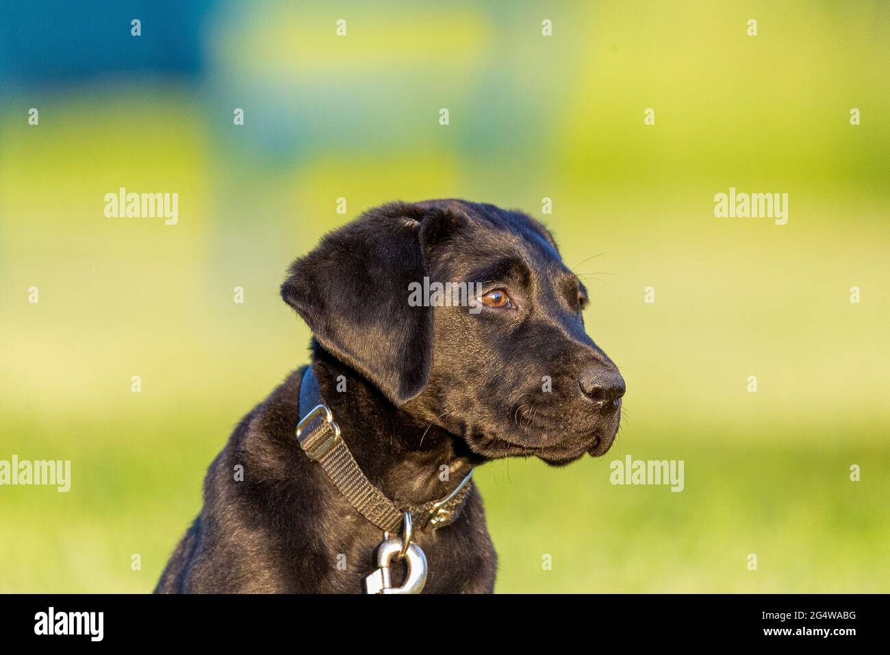 Cute black labrador retriever puppy stares off into the distance with a golden sunset glow around them and in the background. Stock Photo