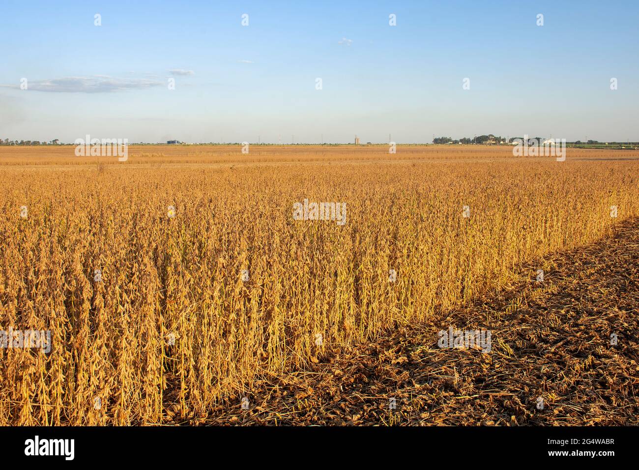 Soybean harvesting mato grosso hi-res stock photography and images - Alamy