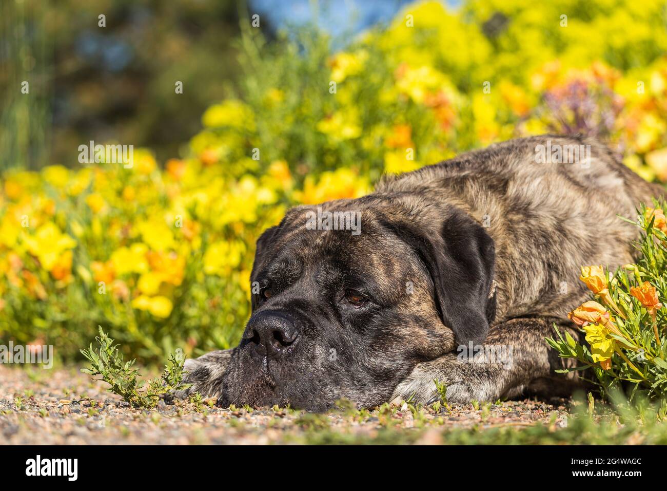 Brindle mastiff lays down in a field of yellow and orange flowers Stock Photo