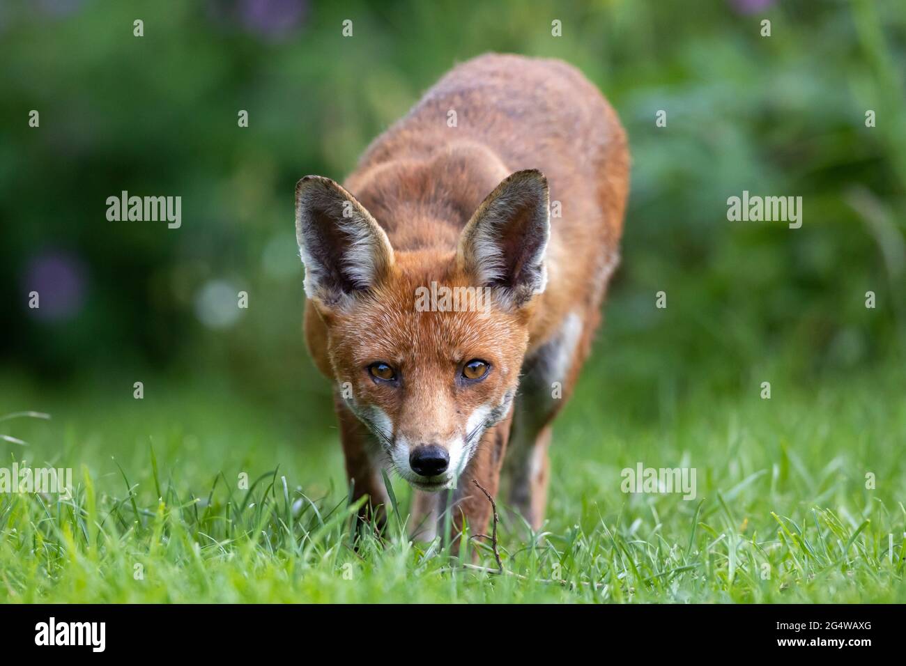 A Red Fox (Vulpes vulpes) vixen  makes a visit to a garden this evening after a warm sunny day in Sussex. Stock Photo