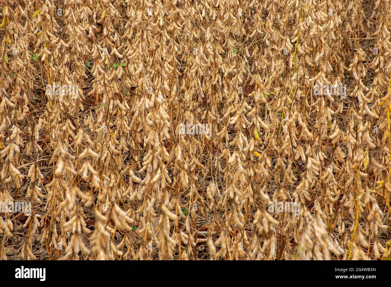 Mato grosso aerial soy hi-res stock photography and images - Alamy