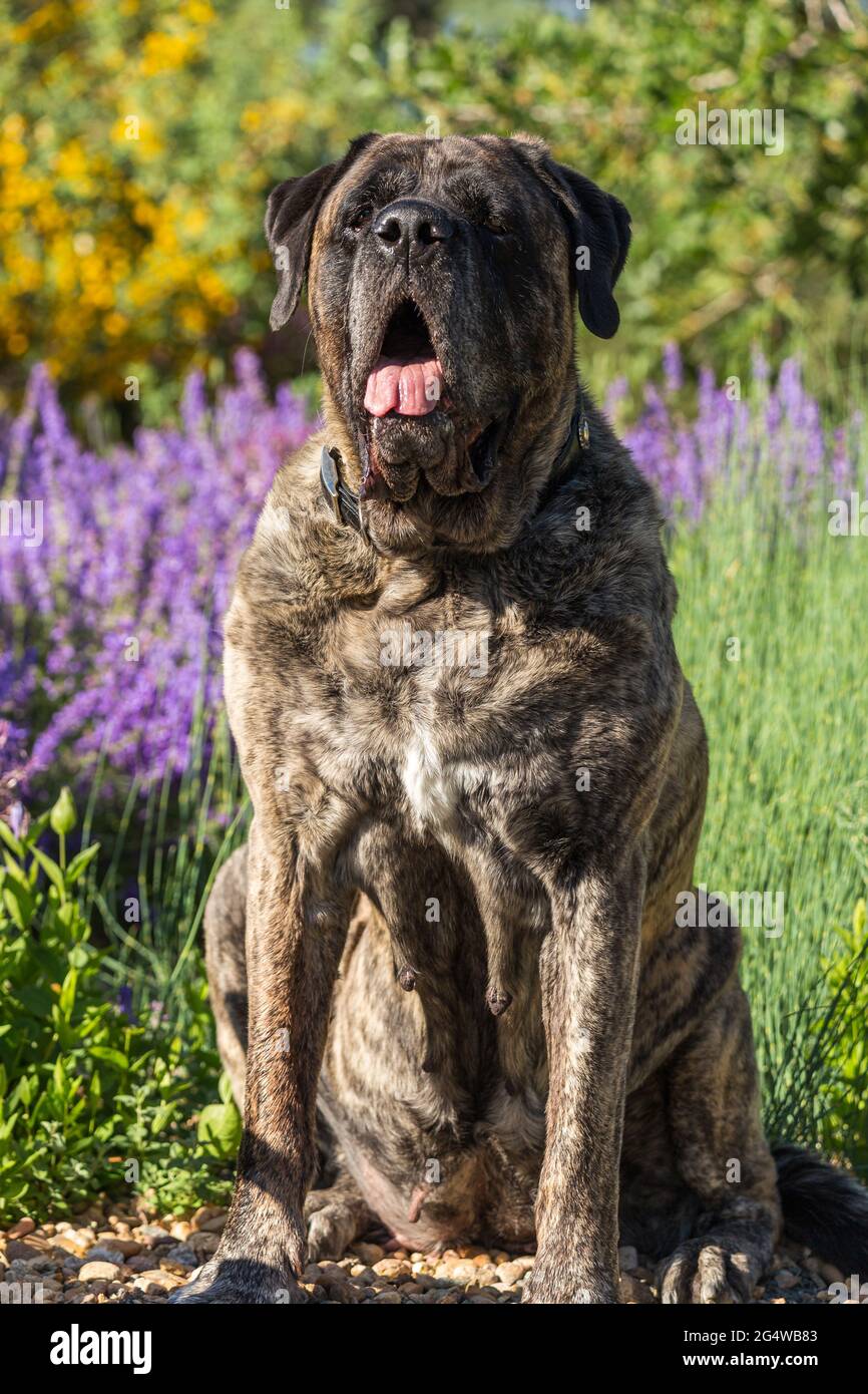 what is a reverse brindle mastiff