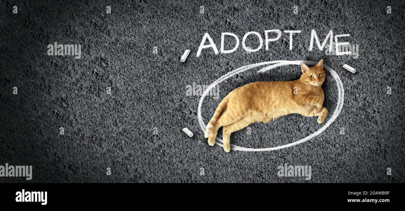 Pet adoption and adopting pets or cat adoptions or rescue animal shelter awareness as a feline laying on street asphalt with chalk drawing. Stock Photo