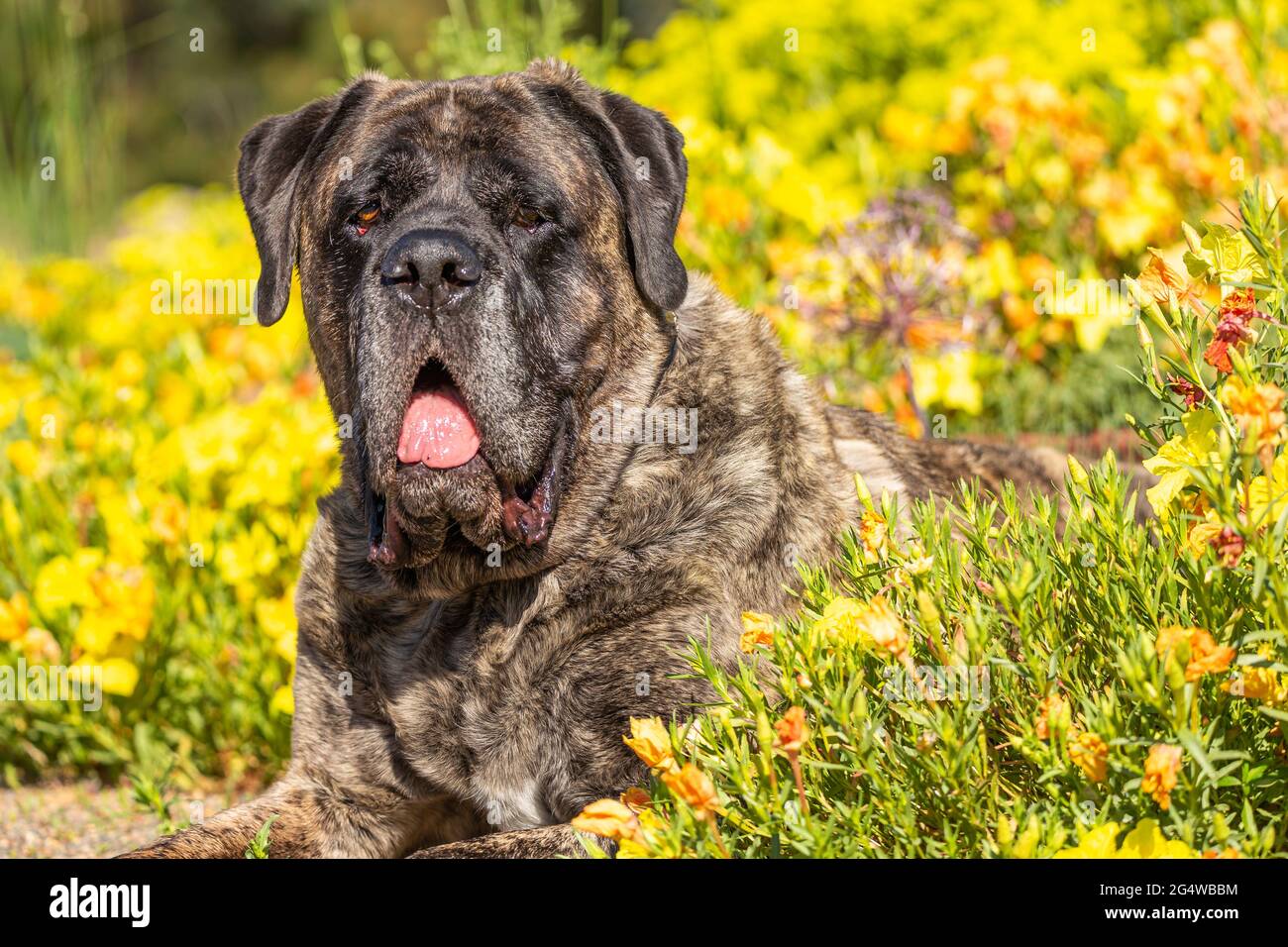Brindle mastiff lays down in a field of yellow and orange flowers Stock Photo