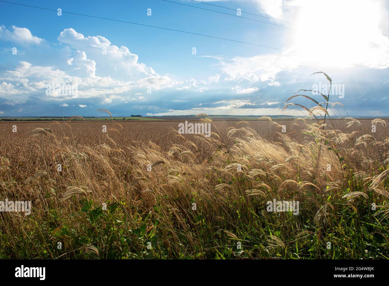 Soy tractor farm brazil hi-res stock photography and images - Alamy