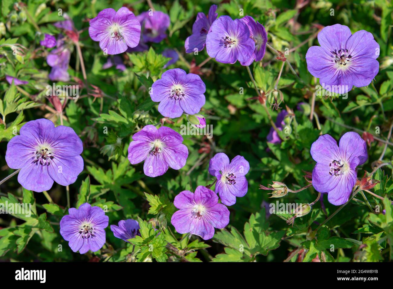 This is the popular alpine garden plant of the flower variety called