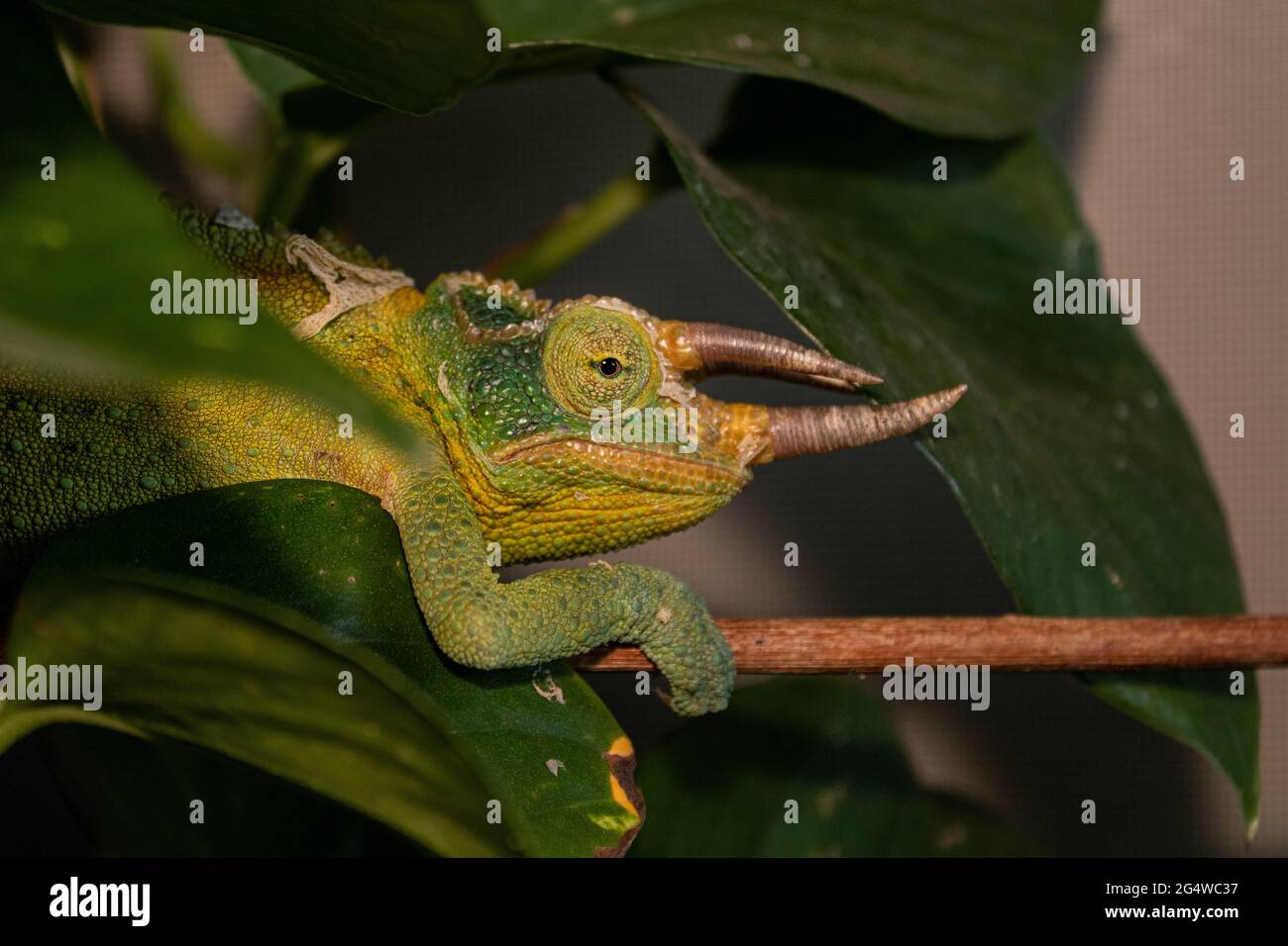 Pet chameleon captures in Oahu Hawaii Stock Photo