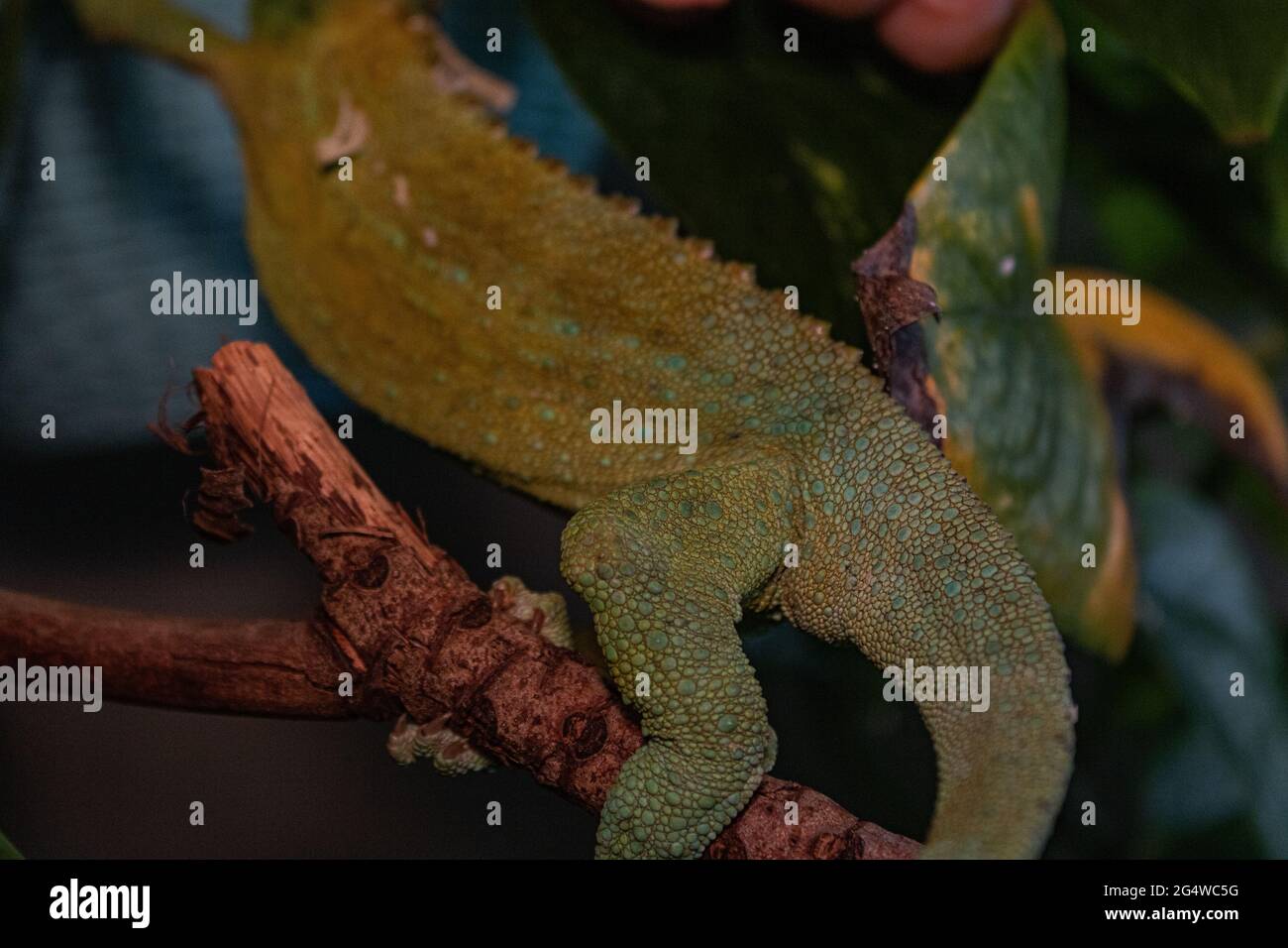 Pet chameleon captures in Oahu Hawaii Stock Photo