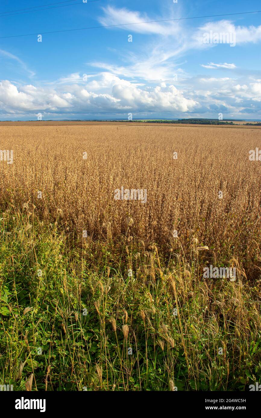 Soy tractor farm brazil hi-res stock photography and images - Alamy