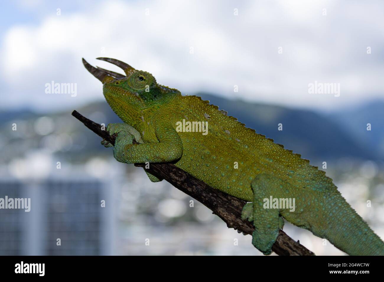 Pet chameleon captures in Oahu Hawaii Stock Photo