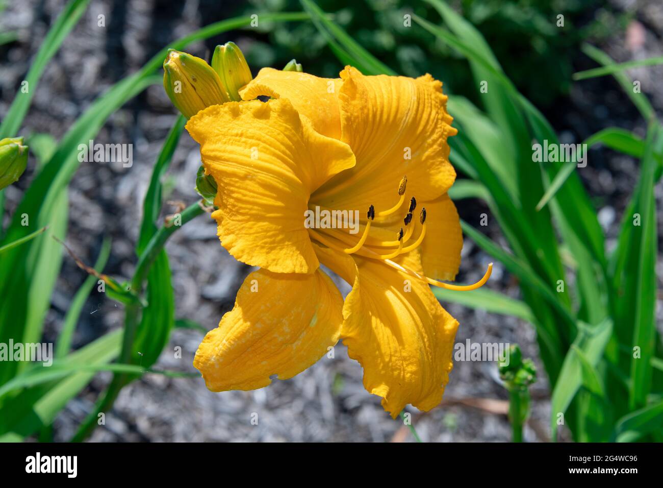 The vibrant yellow of the Stella D'Oro Daylilies is a colorful flower of special interest to lovers of beautiful gardens Stock Photo