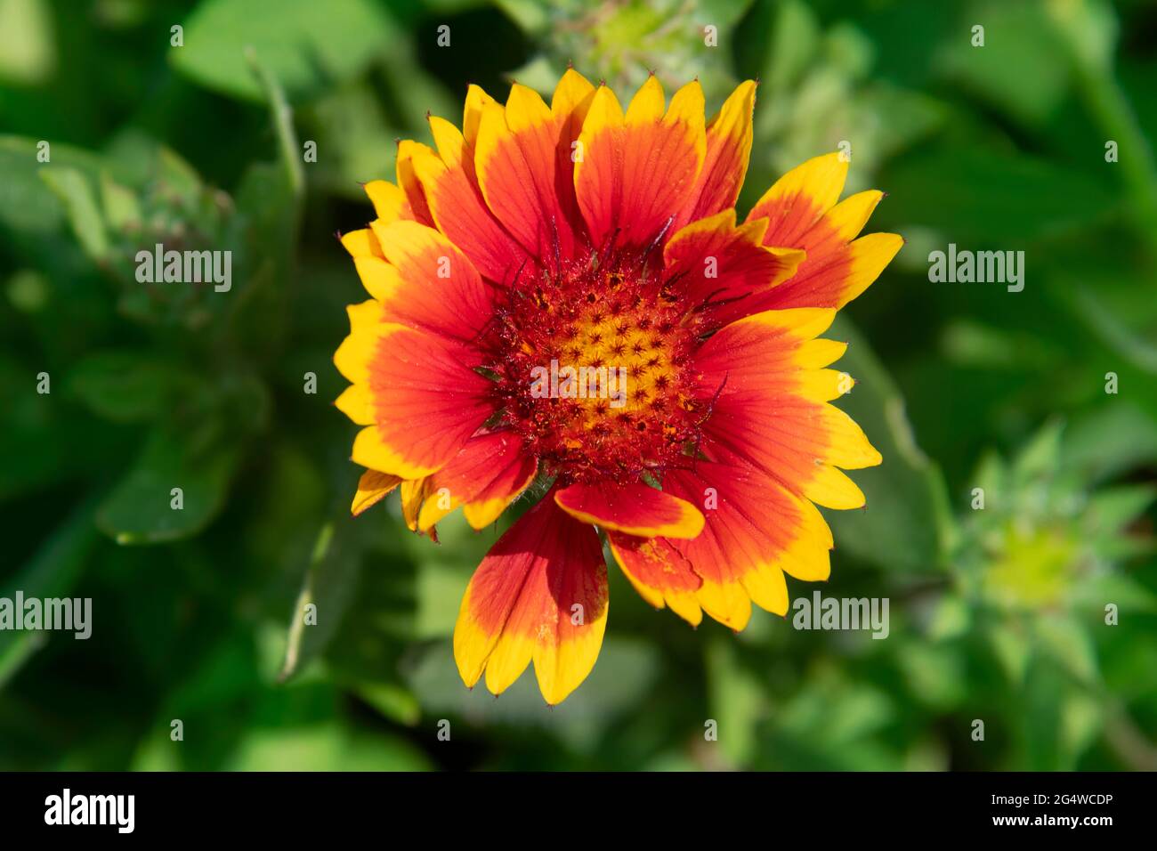 This is the colorful Goblin Gaillardia flower with its cherry red petals with yellow serrated tips. Stock Photo
