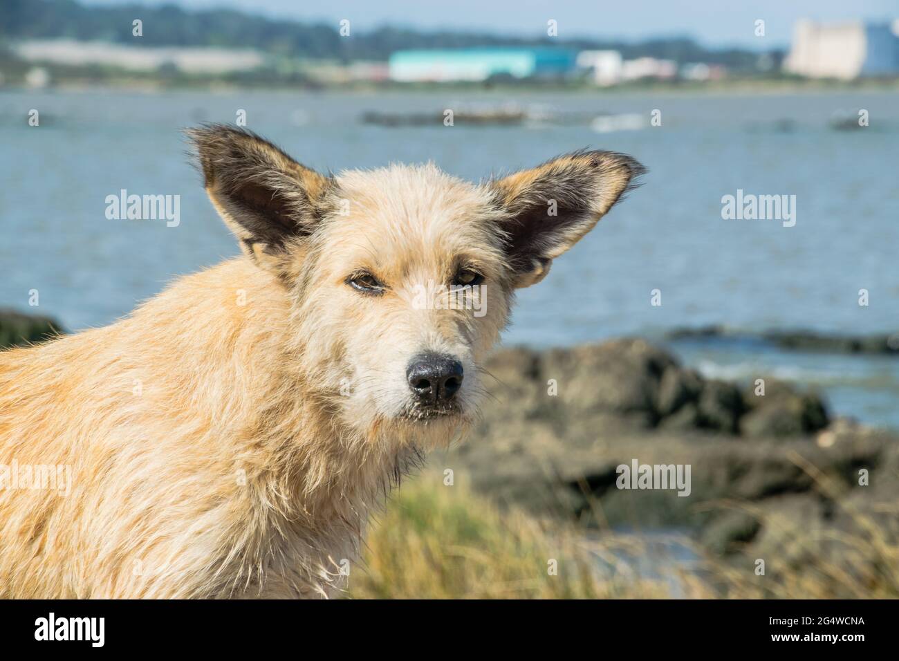 White Berger Picard on the seaside Stock Photo