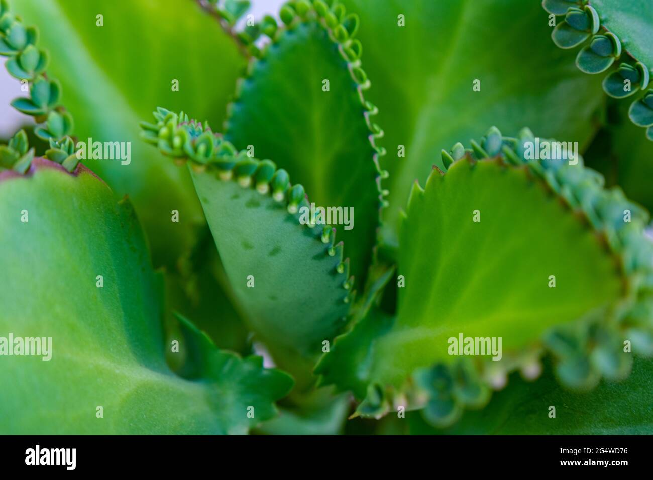 Closeup shot of green Bryophyllum Pinnatum leaves Stock Photo