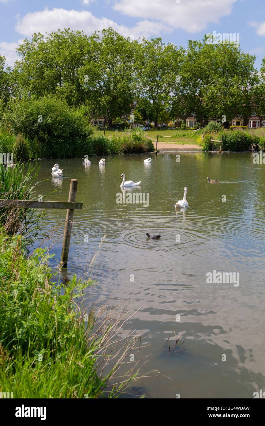 Jubilee pond, Wanstead flats, park, Forest Gate, E7, London, uk Stock Photo Alamy