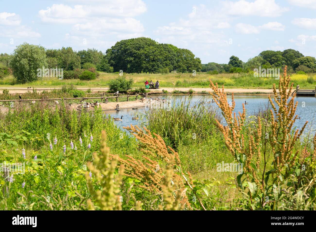 Jubilee pond, Wanstead flats, park, Forest Gate, E7, London, uk Stock Photo Alamy