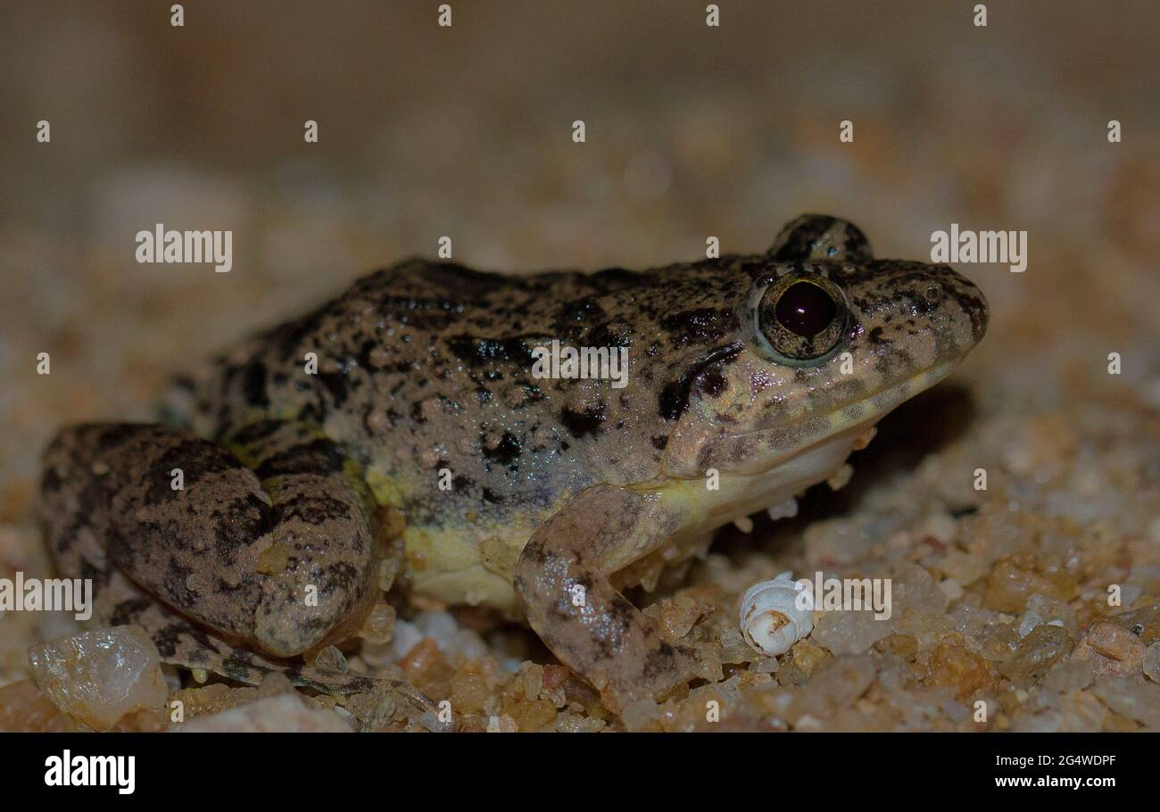 frog; tiny frog; cute froggy; Minervarya agricola from Sri lanka; Endemic to Sri Lanka; frogs in the city; Stock Photo