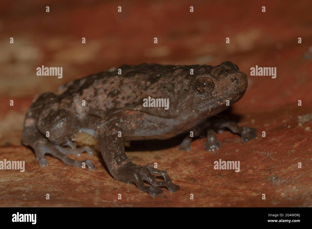 Frog on a leaf; tiny frog; cute froggy; Uperodon nagaoi from Sri lanka; Endemic to Sri Lanka; frogs in the city; Stock Photo