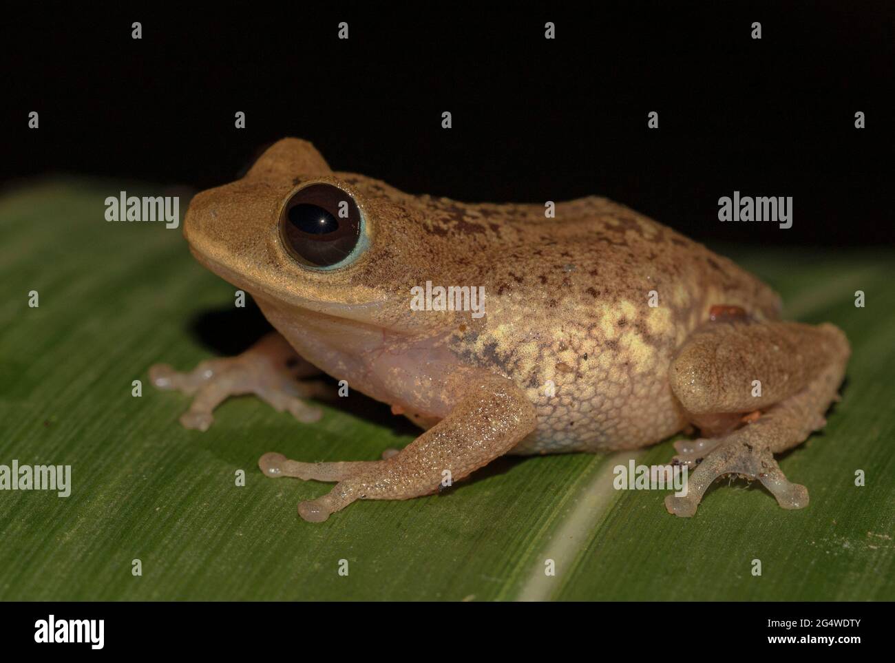 Brown frog on a leaf; tiny frog; cute froggy; Pseudophilautus auratus from Sri Lanka; Endemic to Sri Lanka; frogs in the city; Stock Photo