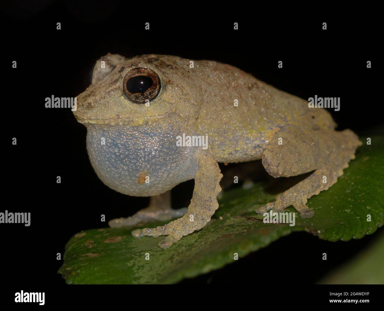 Brown frog on a leaf; tiny frog; cute froggy; Pseudophilautus mittermeieri from Sri Lanka; Endemic to Sri Lanka; frogs in the city; Stock Photo