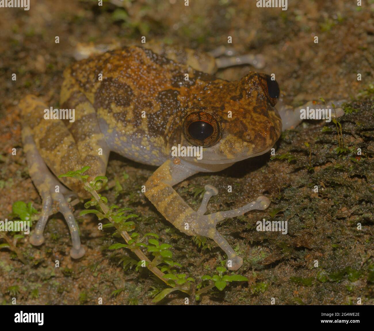 Brown frog on a leaf; tiny frog; cute froggy; Pseudophilautus sordidus from Sri Lanka; Endemic to Sri Lanka; frogs in the city; Stock Photo