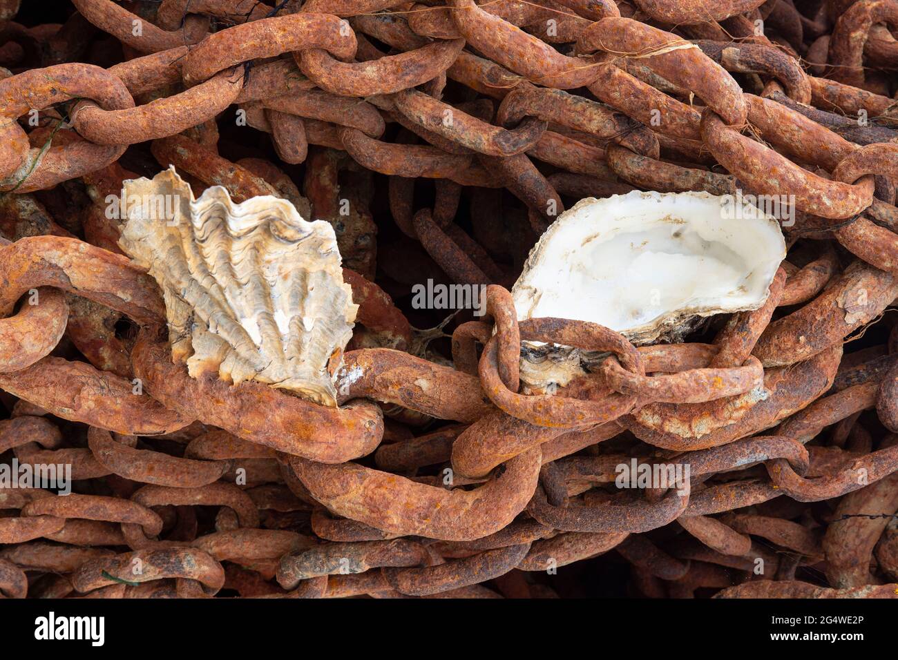 Oyster shells hanging on an old rusty maritime chain Stock Photo