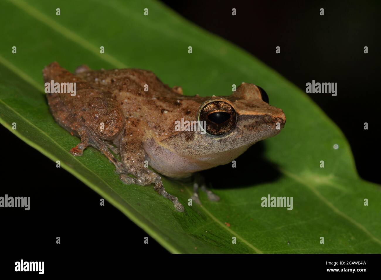 Brown frog on a leaf; tiny frog; cute froggy; Pseudophilautus stictomerus from Sri lanka; Endemic to Sri Lanka; frogs in the city; Stock Photo