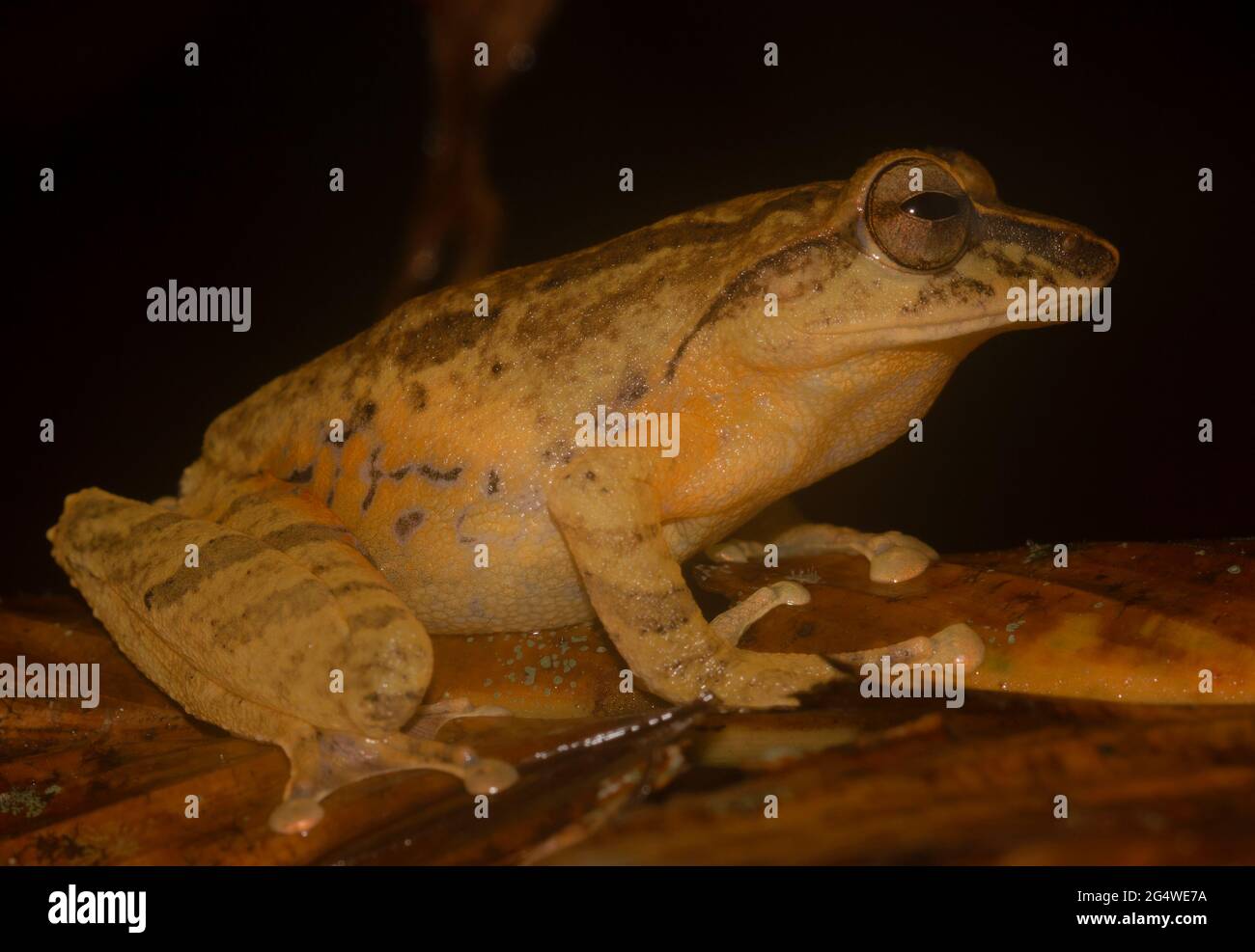 Brown frog on a leaf; big frog; cute froggy; Pseudophilautus reticulatus from Sri lanka; Endemic to Sri Lanka; frogs in the city; Stock Photo
