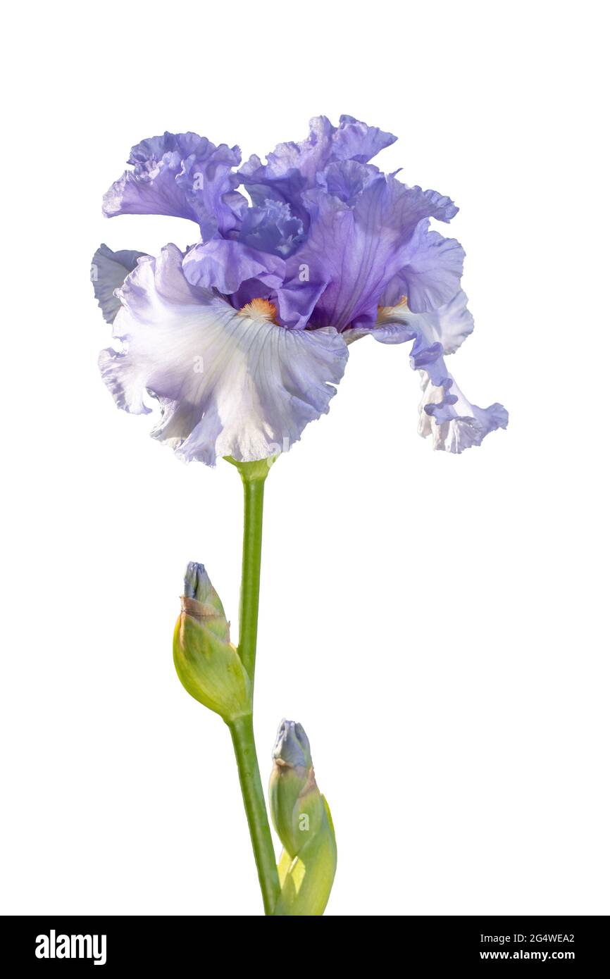 Blooming light purple iris garden flower isolated on white background. Summer floral background Stock Photo