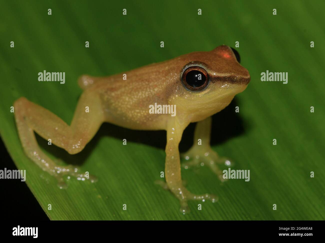 Brown frog on a leaf; tiny frog; cute froggy; Pseudophilautus tanu from Sri lanka; Endemic to Sri Lanka; frogs in the city; Stock Photo