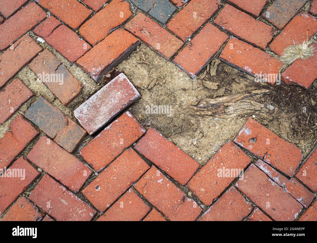 Damaged brick pavers that werre once in a herringbone pattern. tree root and dirt background texture, Columbus, Ohio. Stock Photo