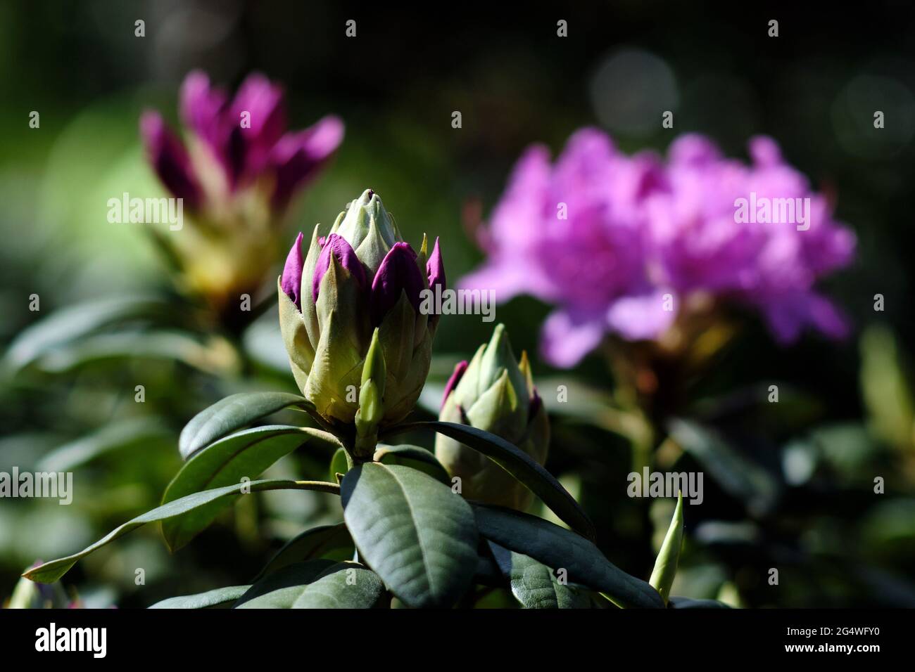 Brunswick, Germany. 21st May, 2021. Rhododendron (Ericaceae), also ...