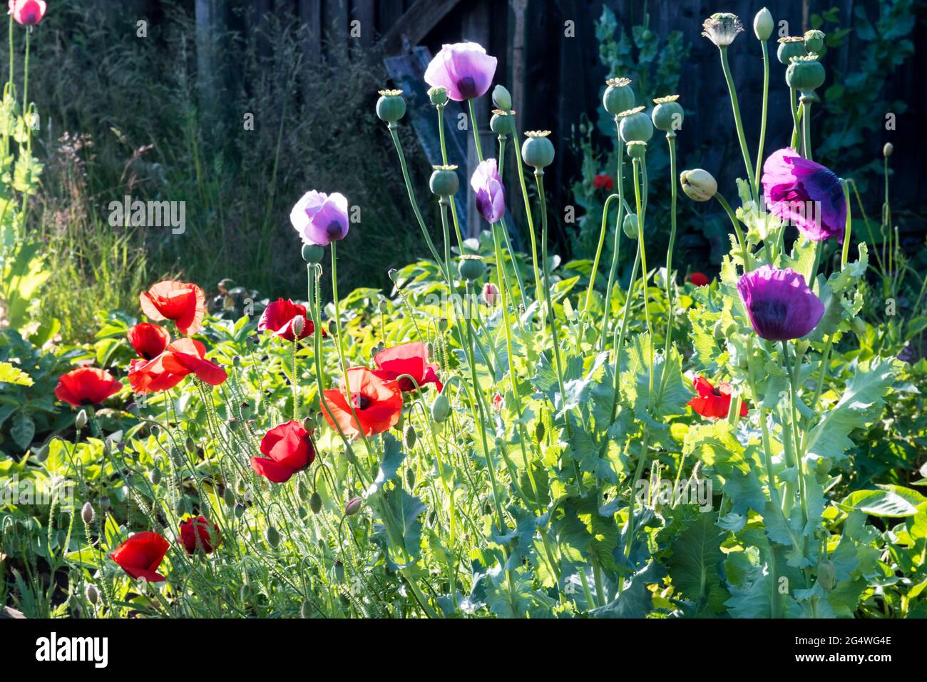 Poppies growing in garden hi-res stock photography and images - Alamy