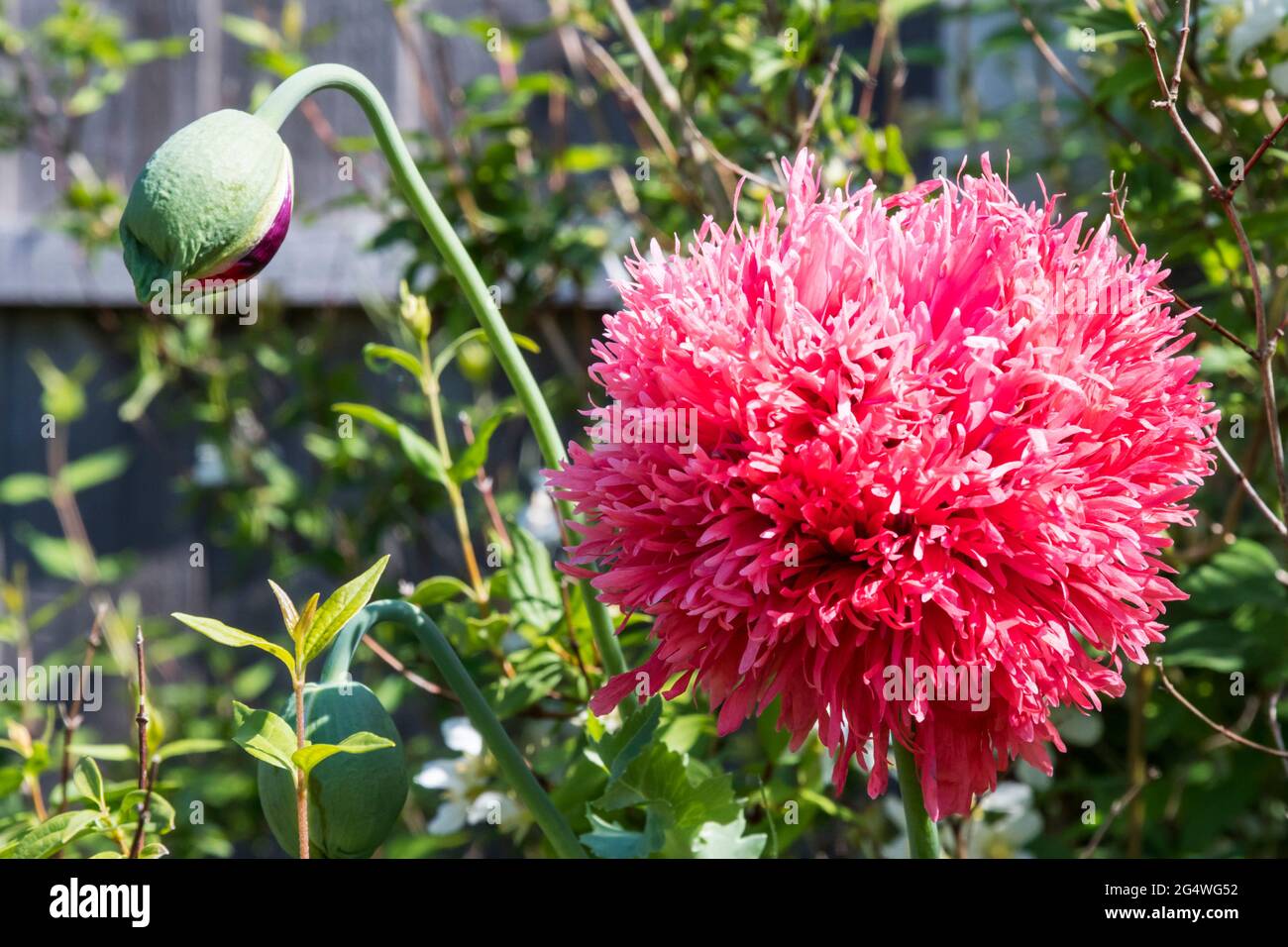 Flower bud of pom poppy, Papaver somniferum Stock Photo - Alamy