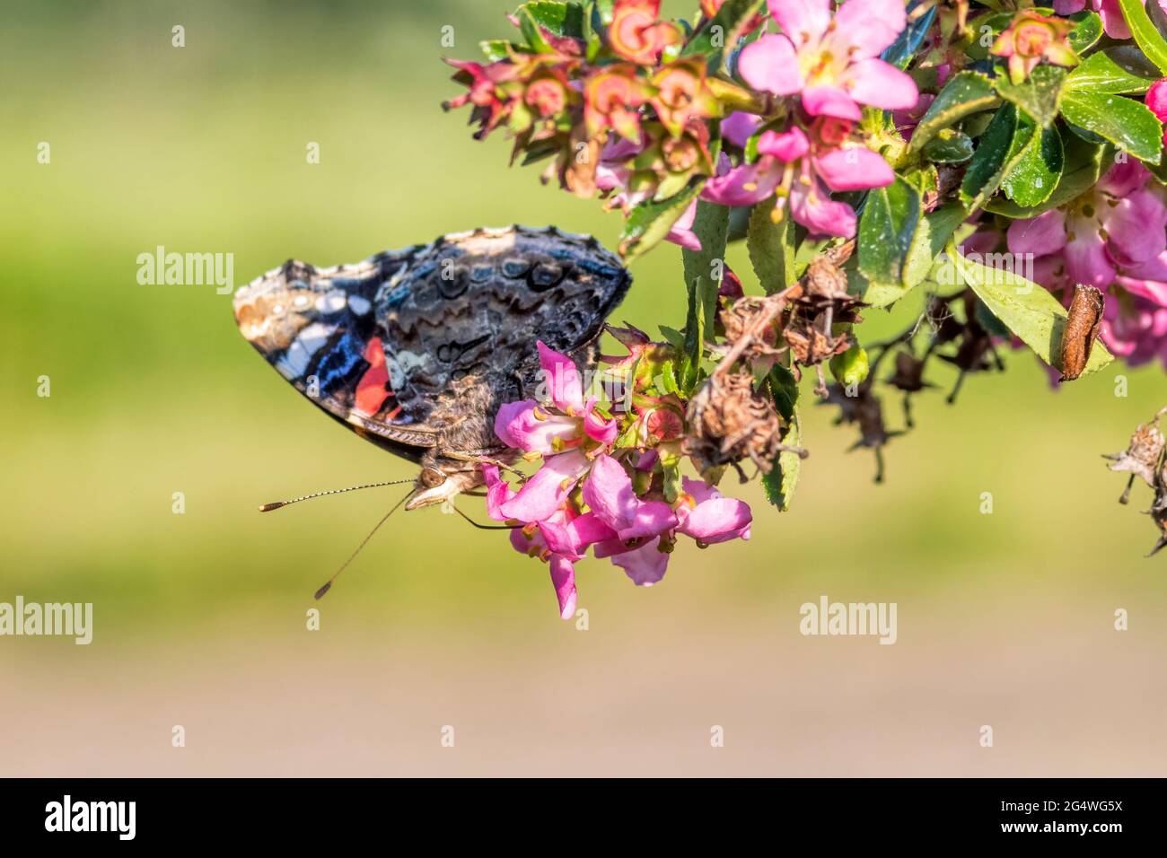 Red admiral butterfly, Vanessa atalanta. Stock Photo