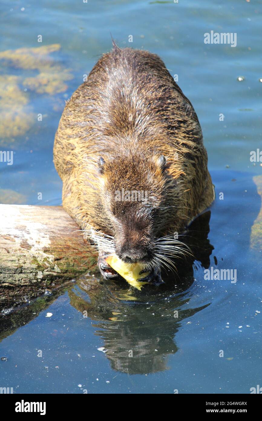 Closeup of a furry muskrat floating in the river Stock Photo - Alamy