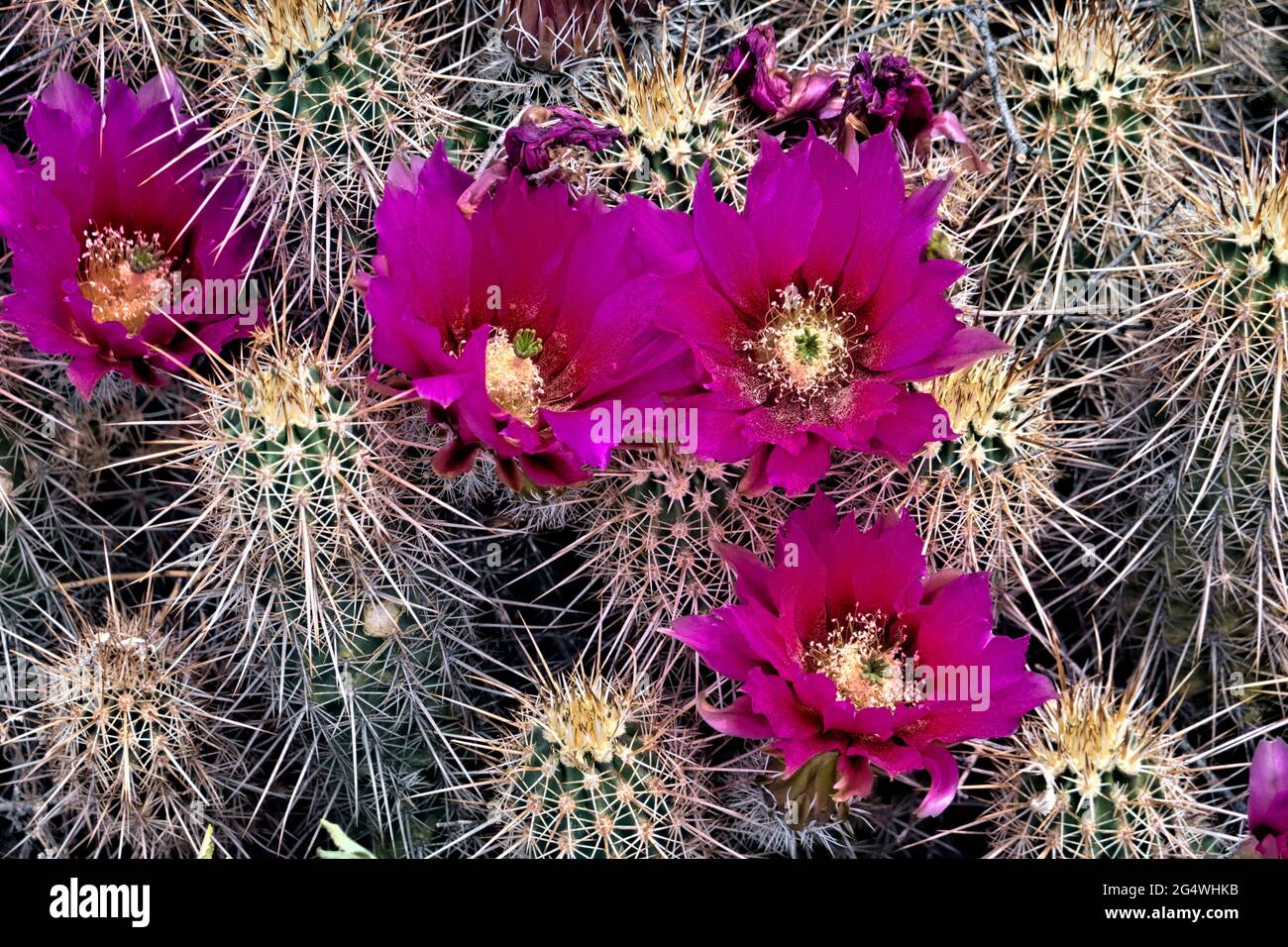 Engelmann's hedgehog cactus flowers (Echinocereus engelmannii) along