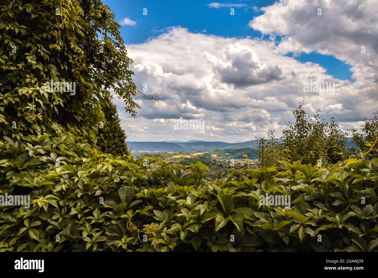 Vine covered fence hi-res stock photography and images - Alamy