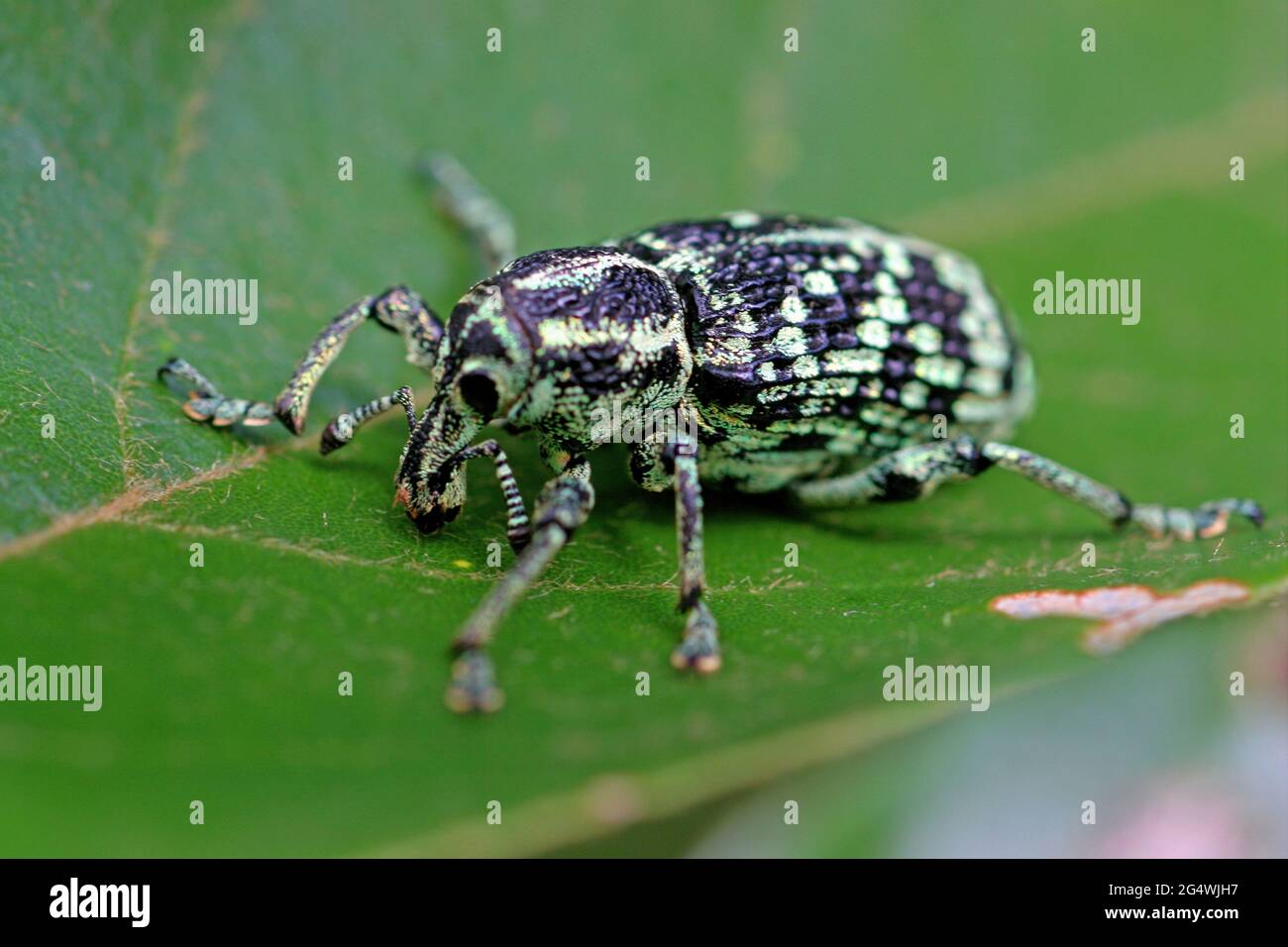 Botany Bay Diamond Weevil (Chrysolopus spectabilis) adult on a leaf