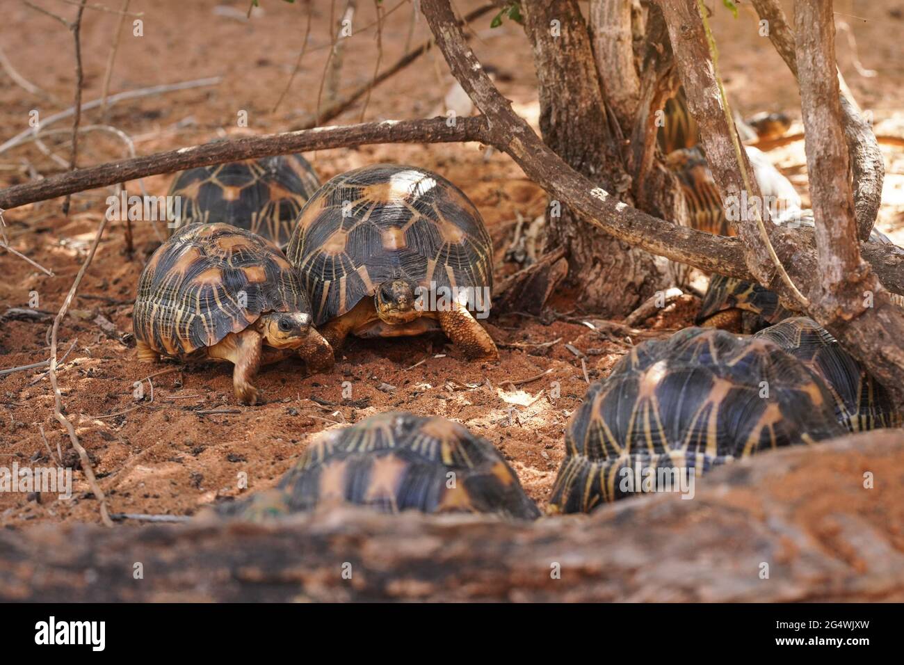 Radiated tortoises - Astrochelys radiata - critically endangered ...